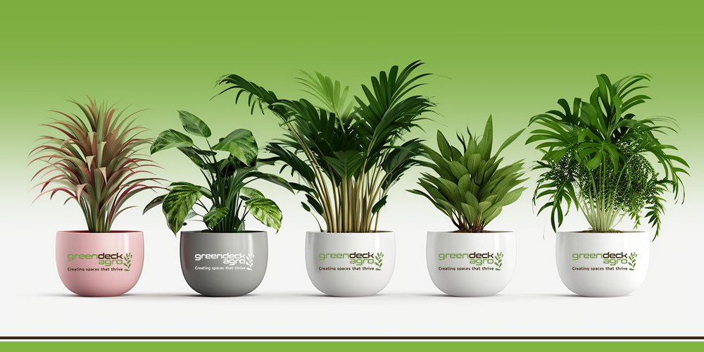 5 Indoor Plants that Can Boost Employee Morale